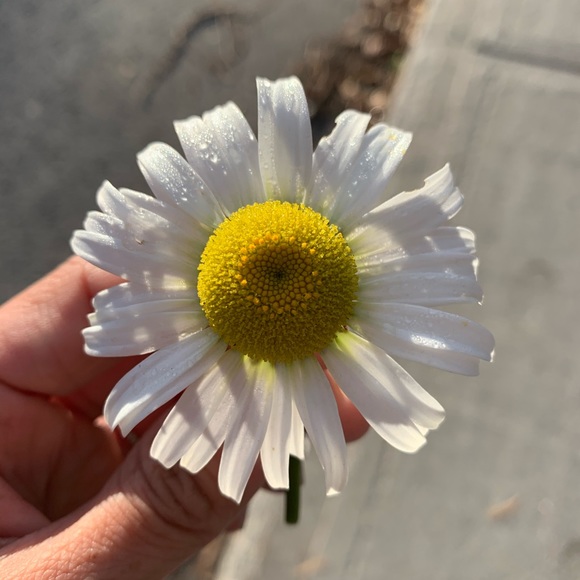 Meet your Posher, Shelly - Picture 1 of 1